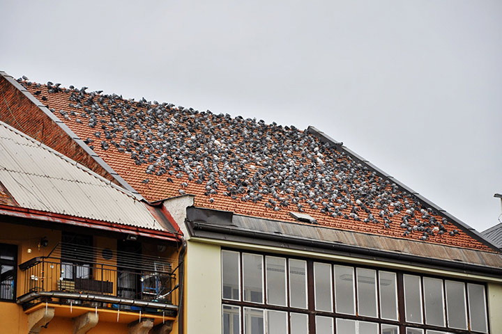 A2B Pest Control are able to install spikes to deter birds from roofs in Canary Wharf. 