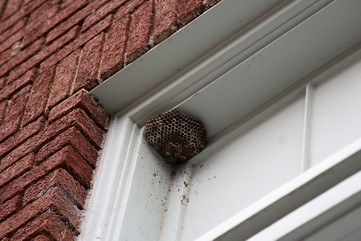 We provide a wasp nest removal service for domestic and commercial properties in Canary Wharf.